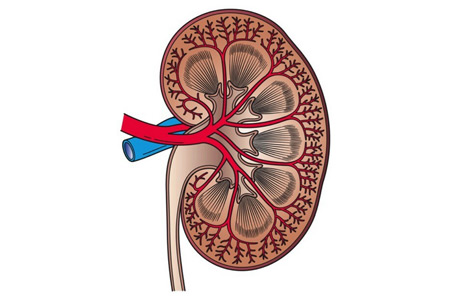 Chung-Ang University creates a non-invasive biosensor for early kidney disease detection